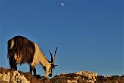 69 La luna splende alta nel cielo 